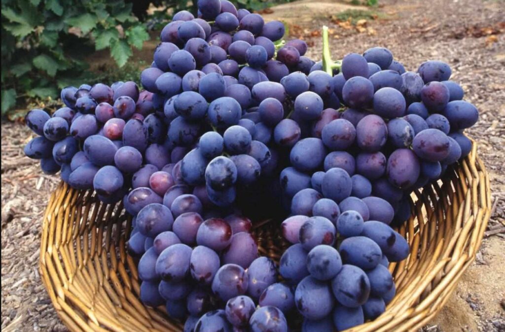 purple grapes